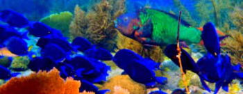 Best…of the WEST! Dive Adventure
