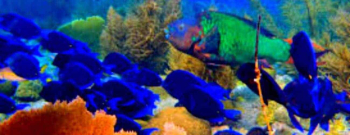 Black Coral Garden and Watamula dive