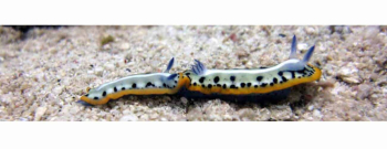 Snorkel trip to the Caracas bay Peninsula