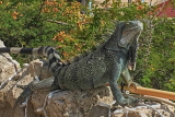 Curacao iguana