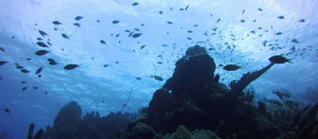 Bucea Sin Botellas: Experimenta el Sistema de Buceo PETER en Curaçao