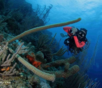 Ontdek duiken op Curaçao