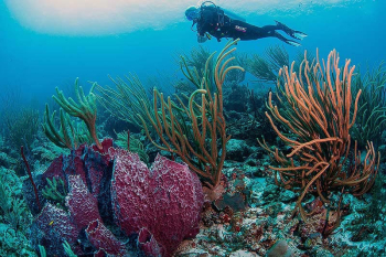 Renting a Full Dive Set Including Dive Computer from Go West Diving in Curaçao