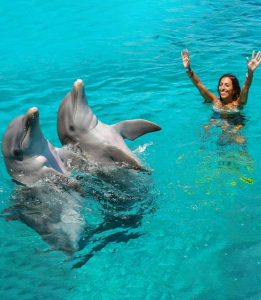 Bucea con los Delfines en Curaçao: Una Aventura Inolvidable
