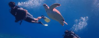 Guided Dives