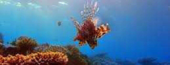 Night Dive