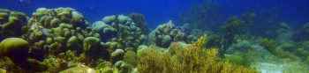 Discover the Adventure Diver Certification in Curacao