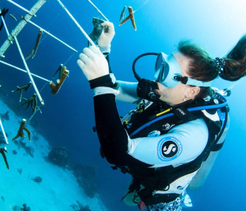 Discover Reef Renewal Dive in Curaçao