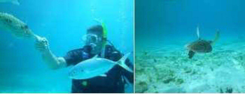 Scuba Diving