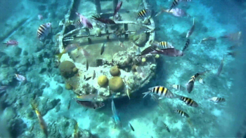 Snorkeling Trip