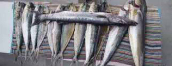 Sport Fishing