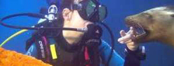 The House Reef dive